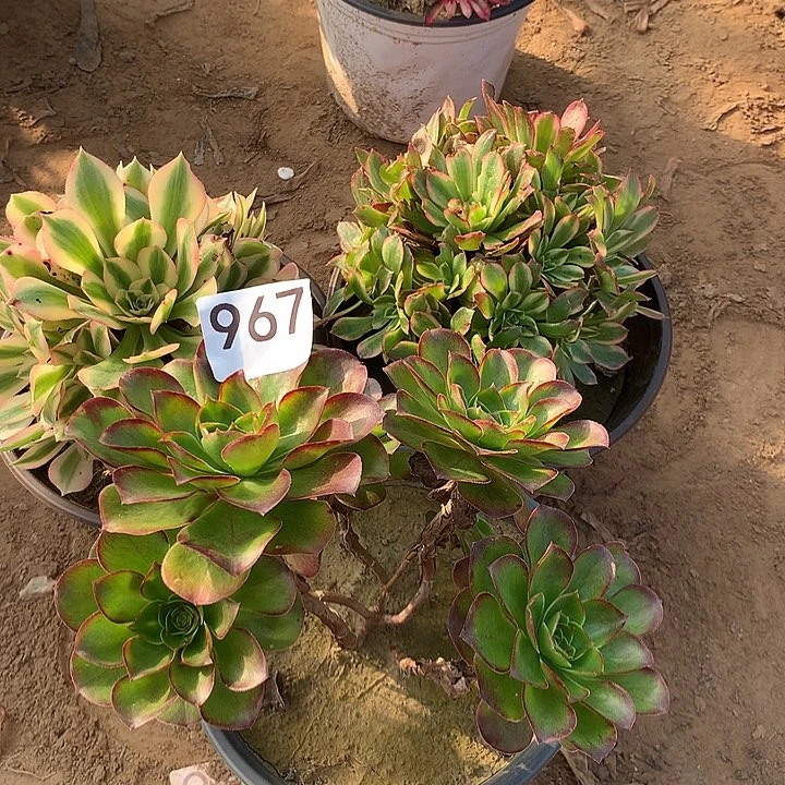 无花朵967三颗多肉中