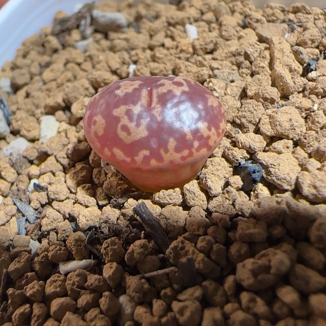 肉锥多肉植物组合-超级泡泡勋693