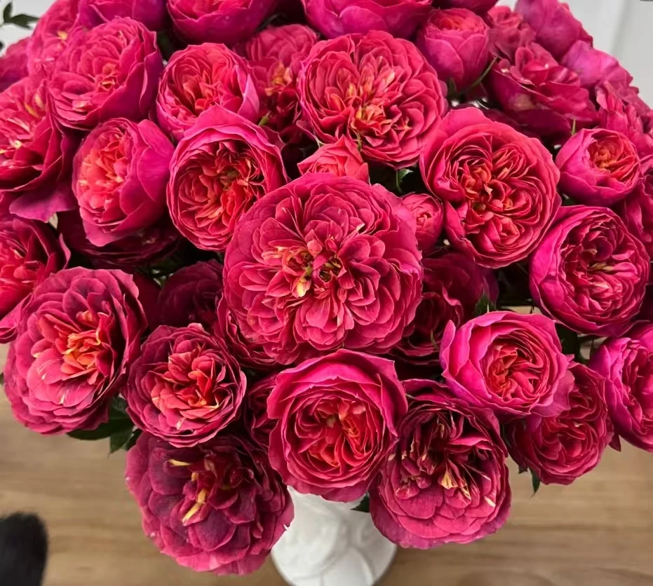 樱桃果汁中苗浓香月季