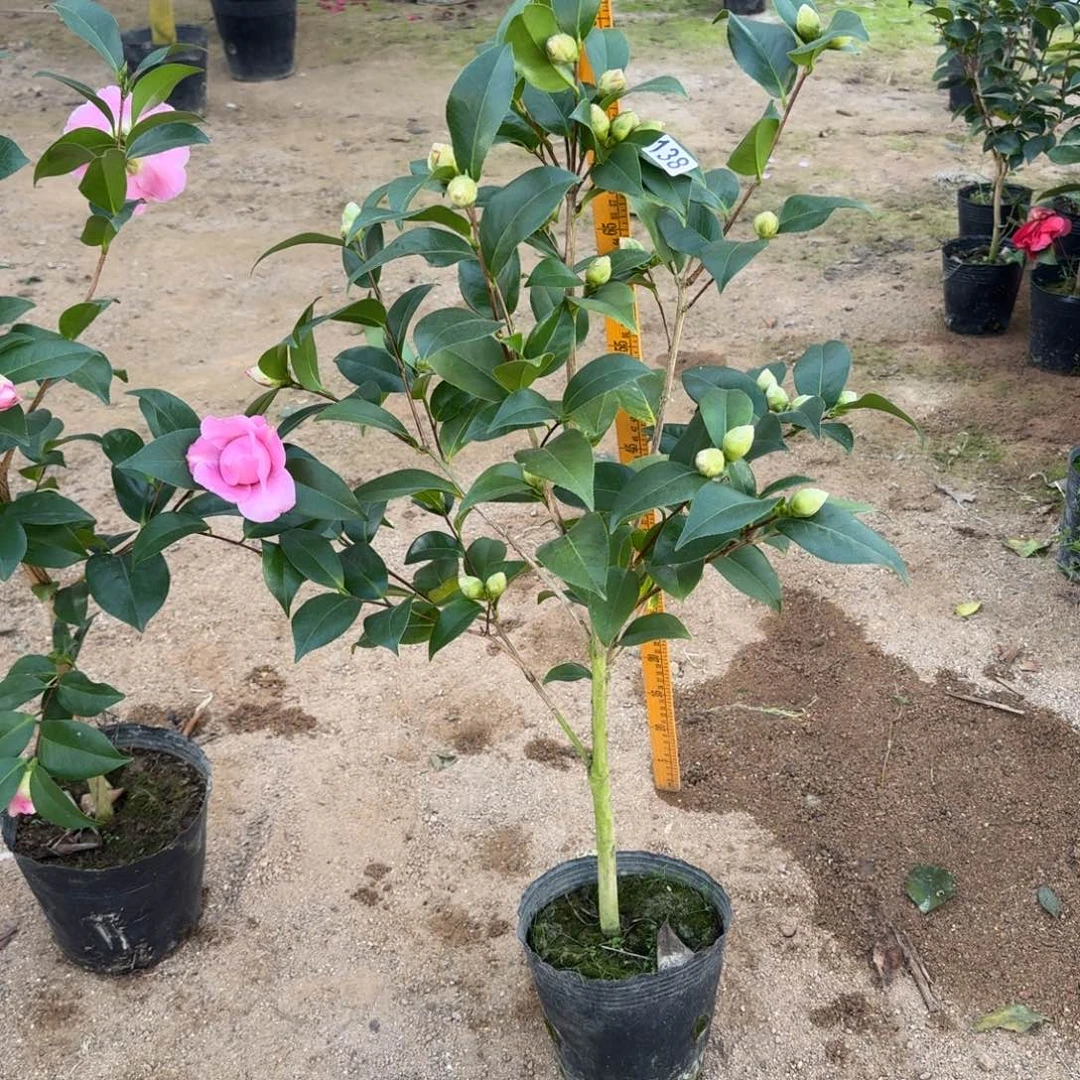 少量花朵（建议范围：2朵-5朵 或40%以下）138希利