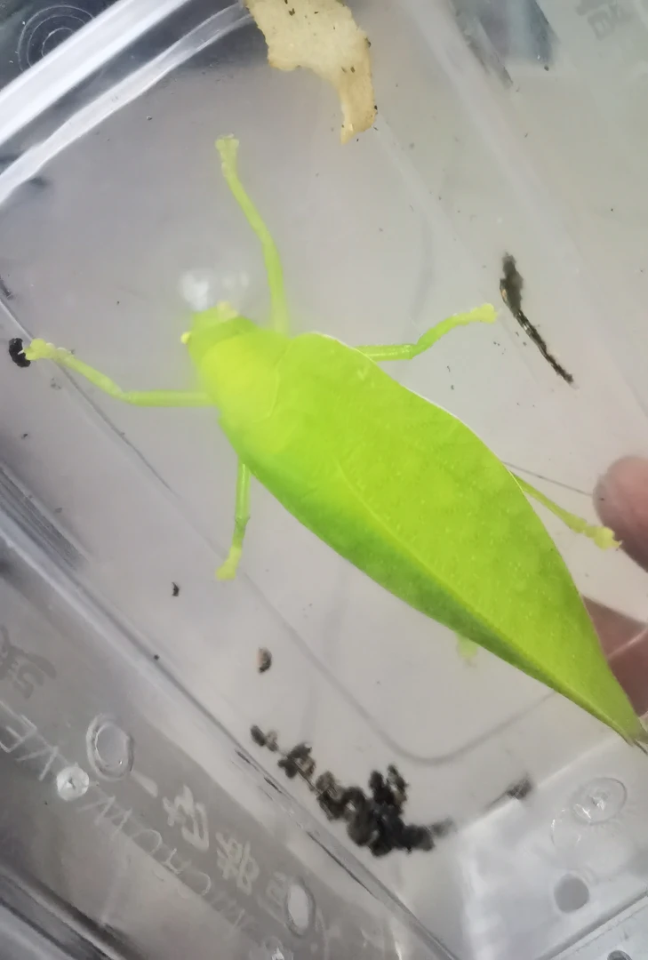 布鲁纳翠螽斯模型盒需签收2小时内开箱视频保障