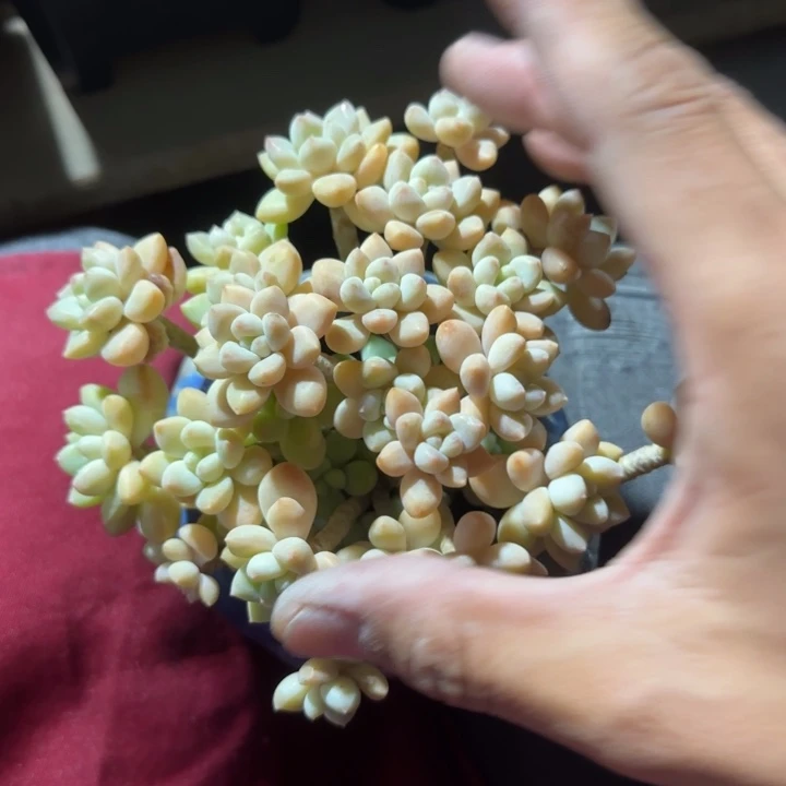 奶酪五十包邮老桩多肉