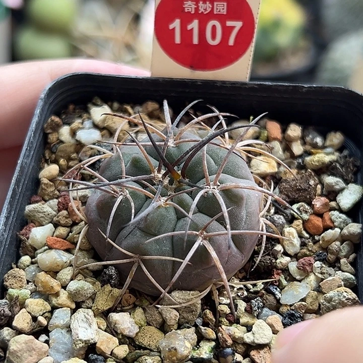 实生天平丸3.3cm一棵仙人球