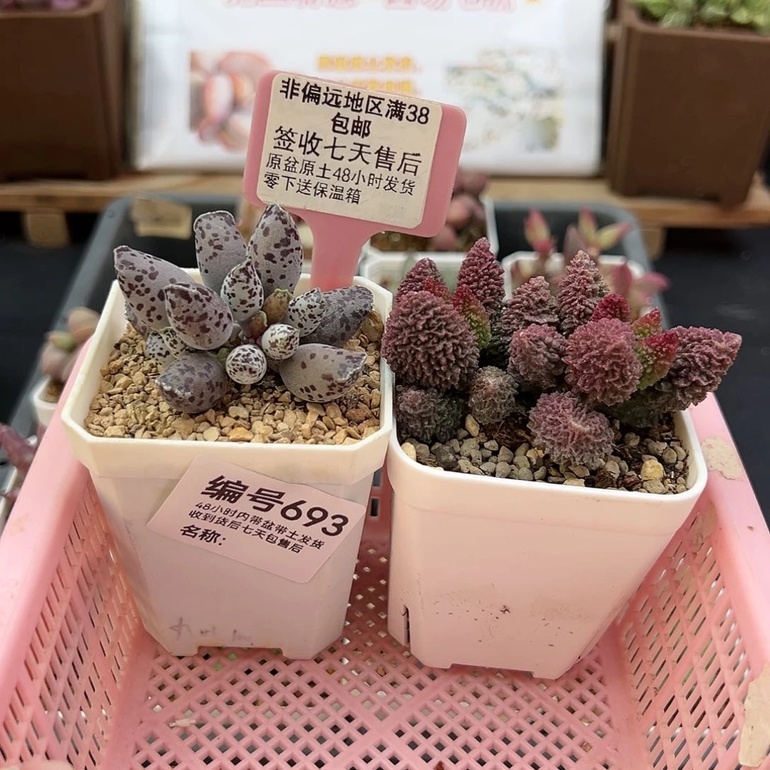 叶*喵693朱紫玉特白肌海豹