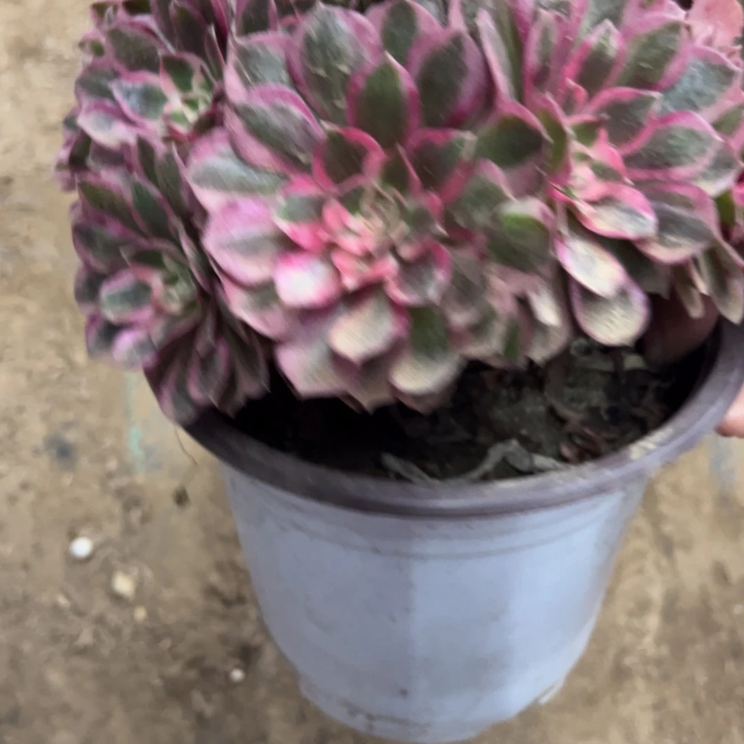 102半糖多肉植物法师