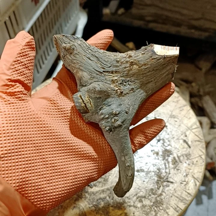 血***狼香榧木崖柏随行毛料毛料毛料