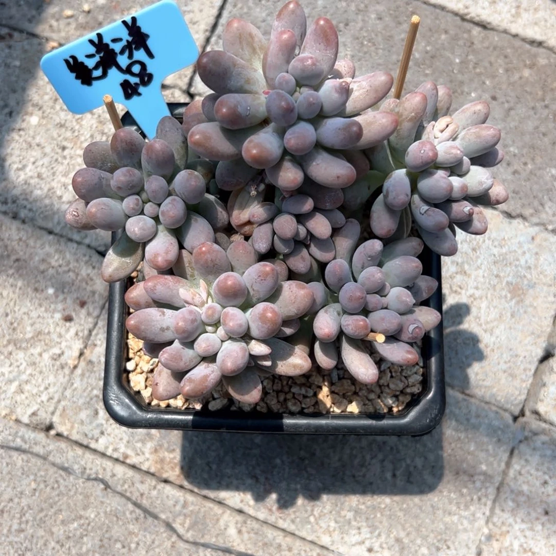无花朵美*洋1111111111111111