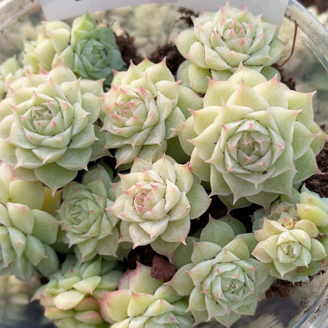 二月园艺量拍197