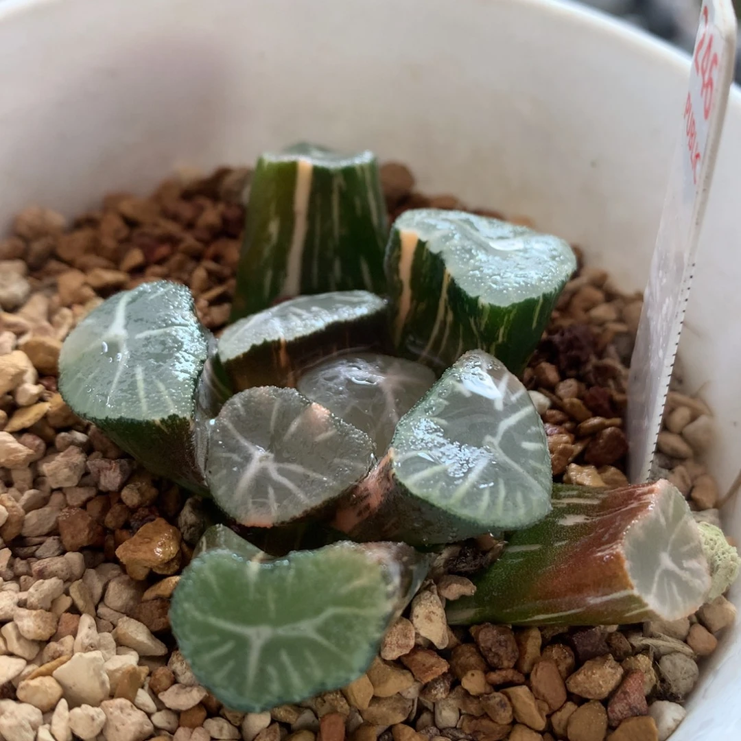 以实际为准246玉龙