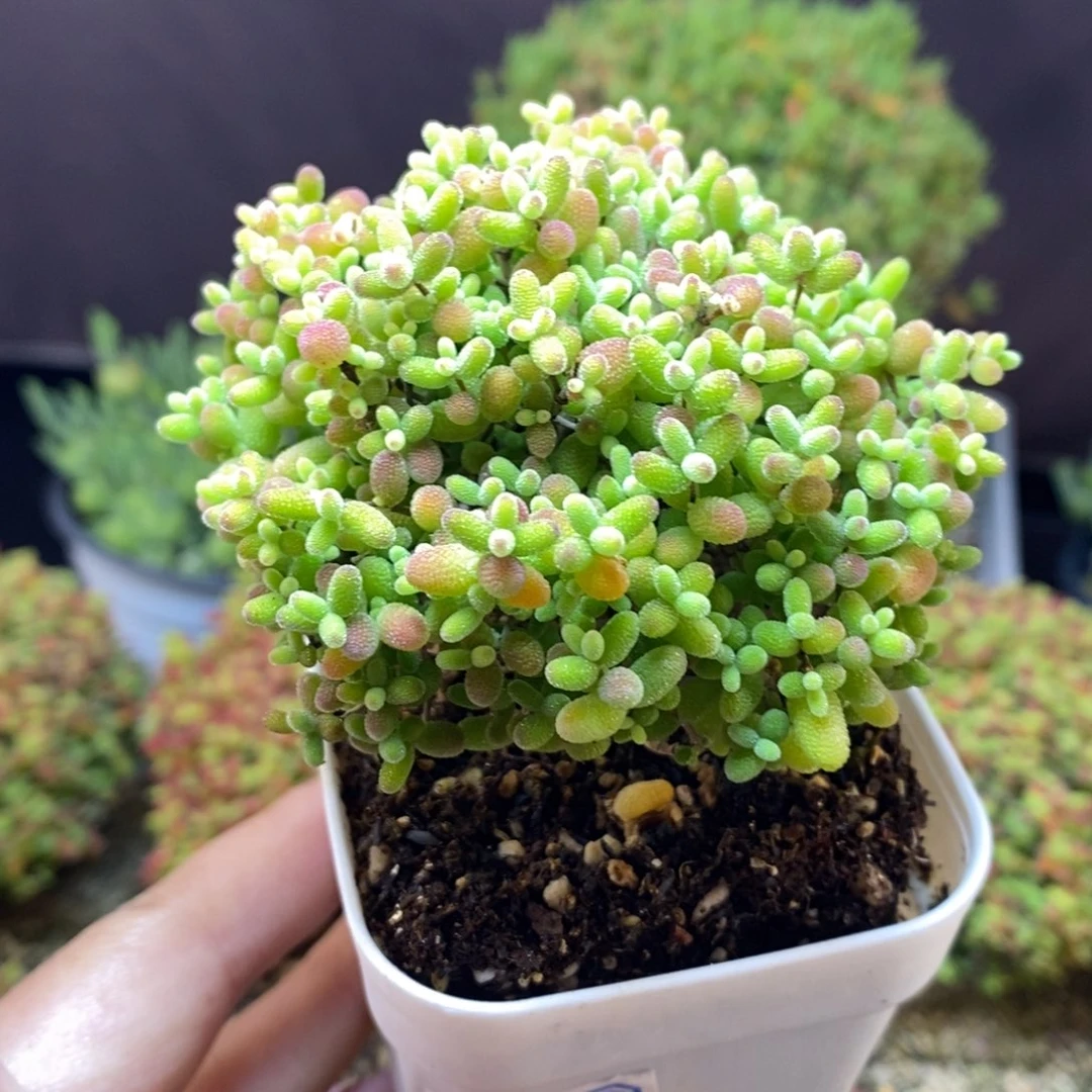 无花朵146号蜜橘糖球