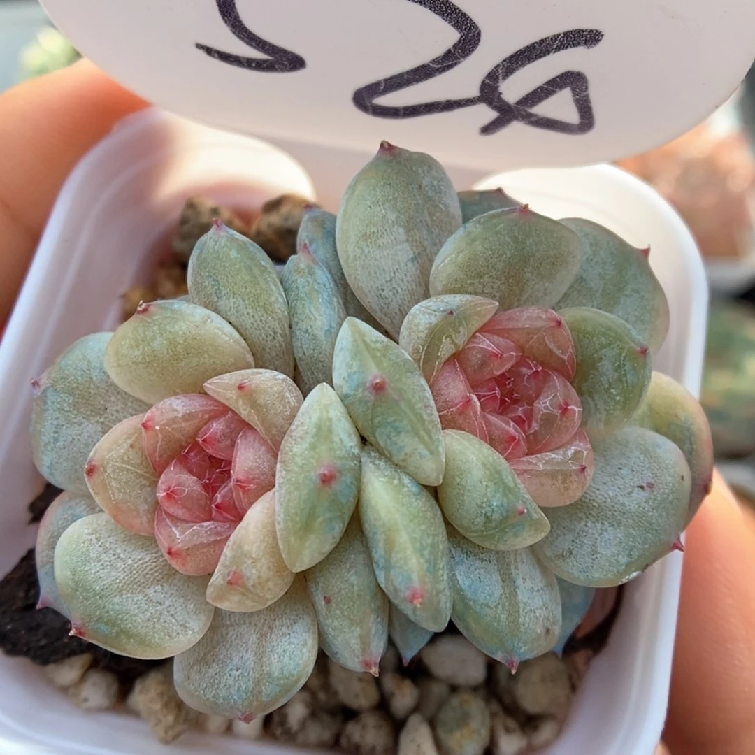 幸运星双头可拍524号。