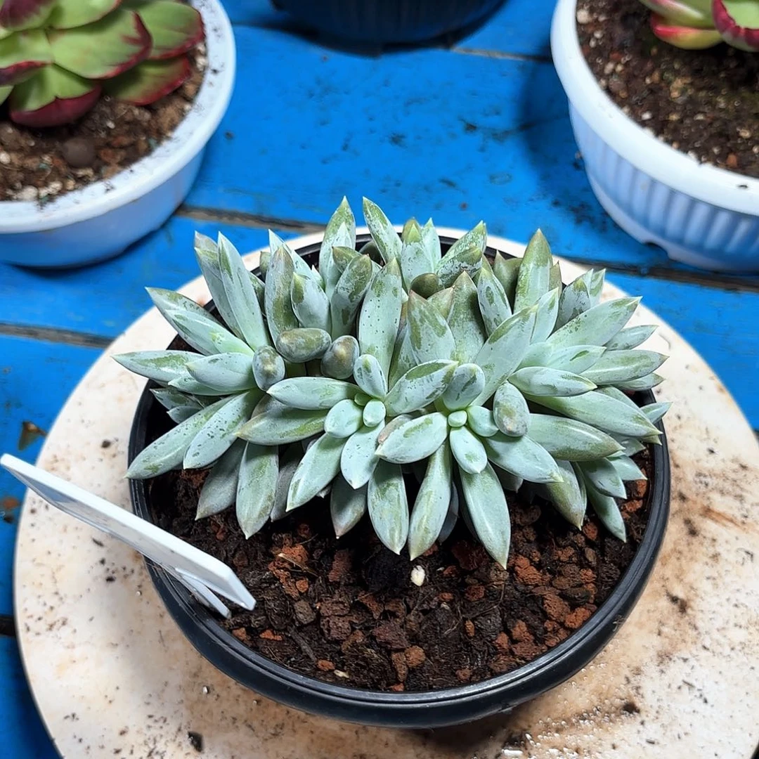 洛*哥特萝莉 18公分