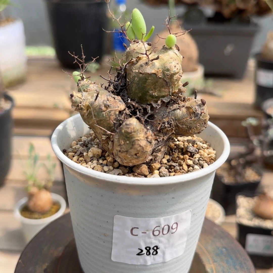 609万物想奇峰锦块根植物