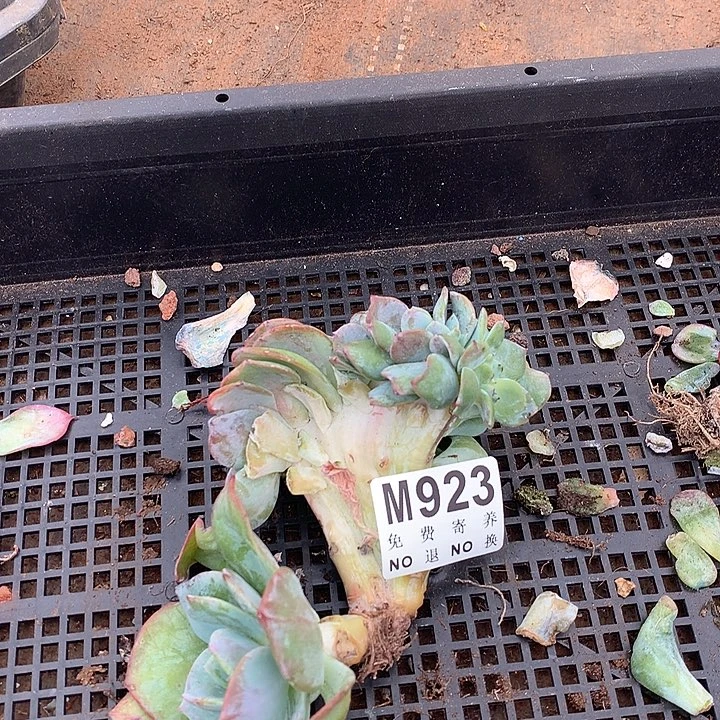 白凤缀化 有撸叶子的伤
