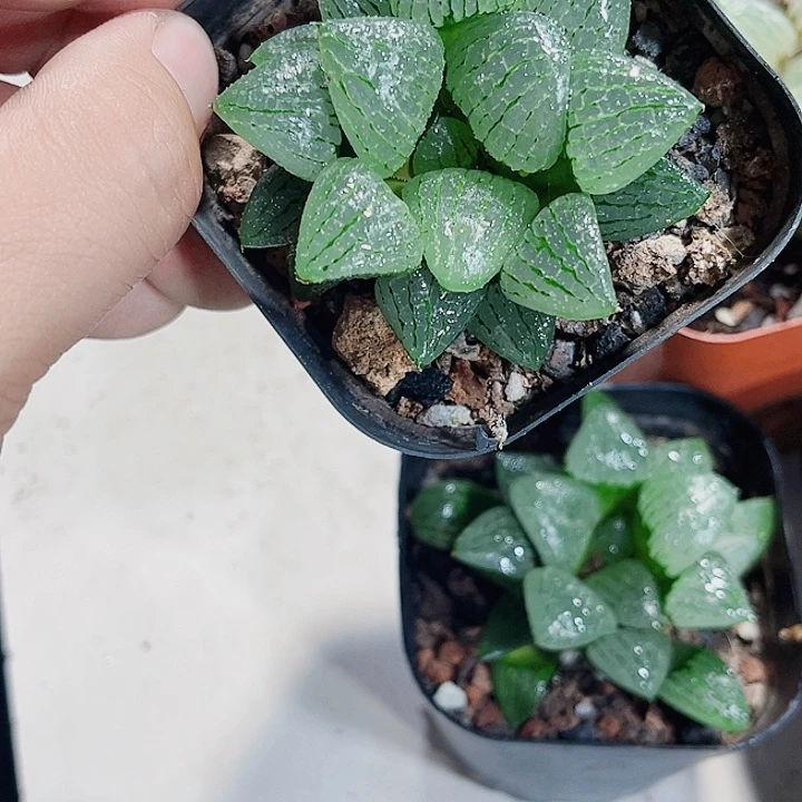 青雉姬特价处理得