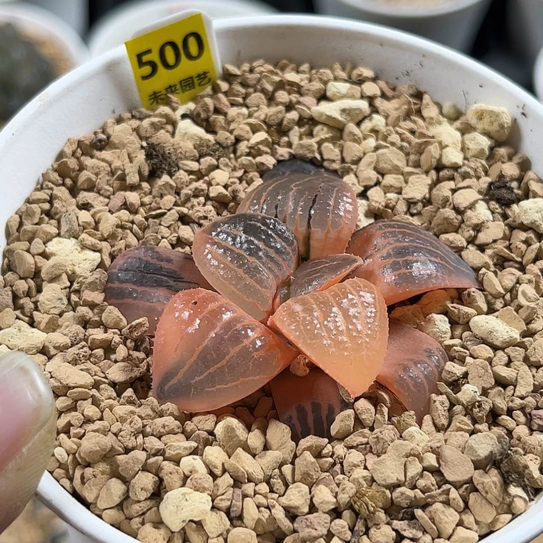 500糊斑亲之姬寿锦福利