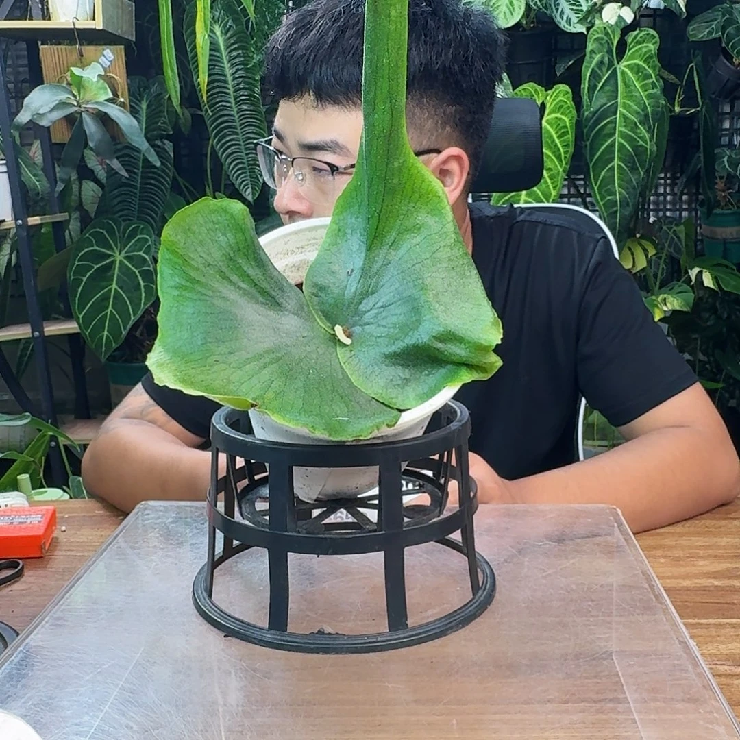 胖***龙无花朵一物一拍B656