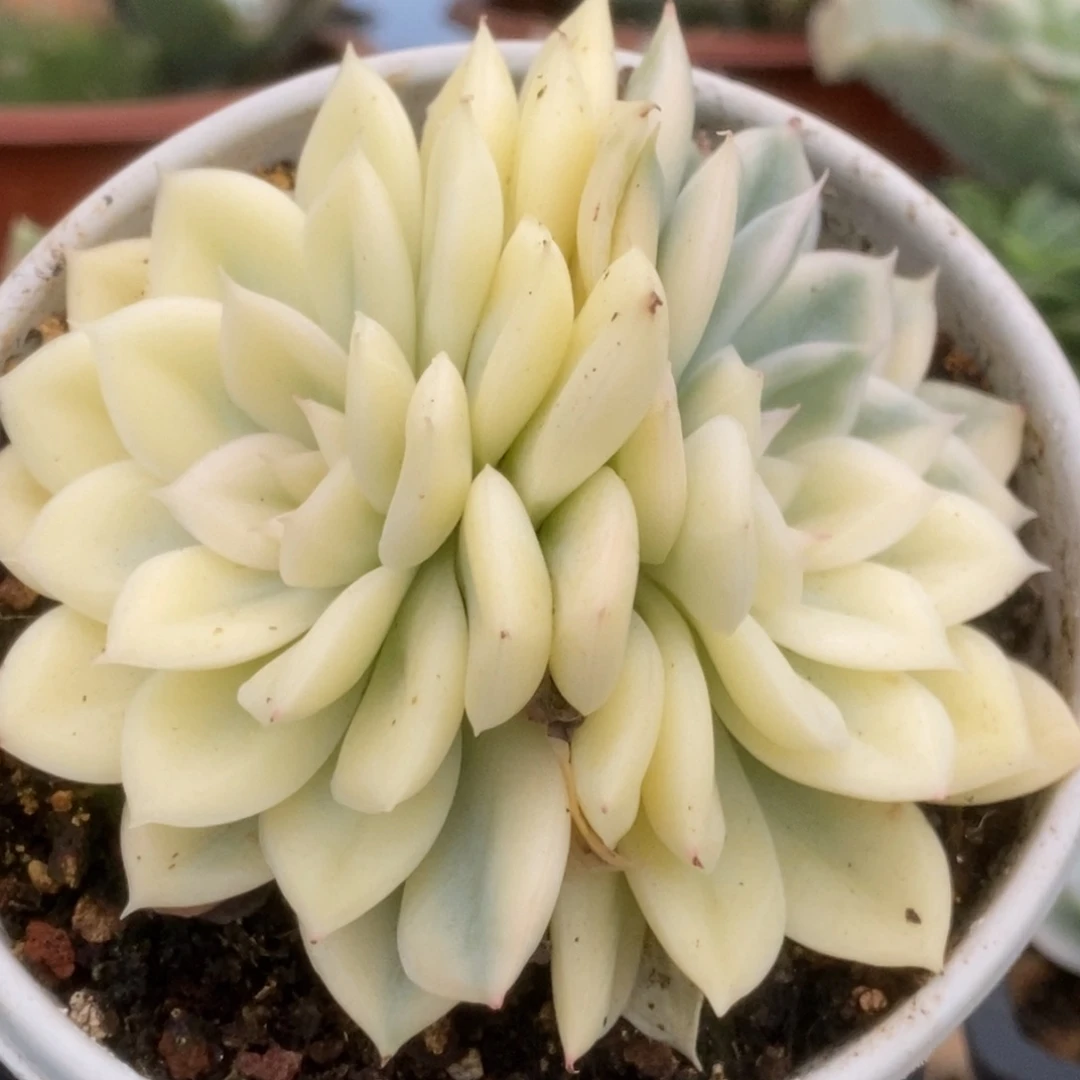 076月亮仙子锦锦锦锦锦锦锦