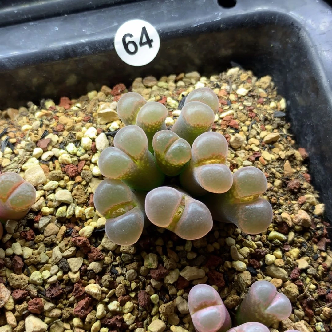 兜****✨64号风铃母本一颗