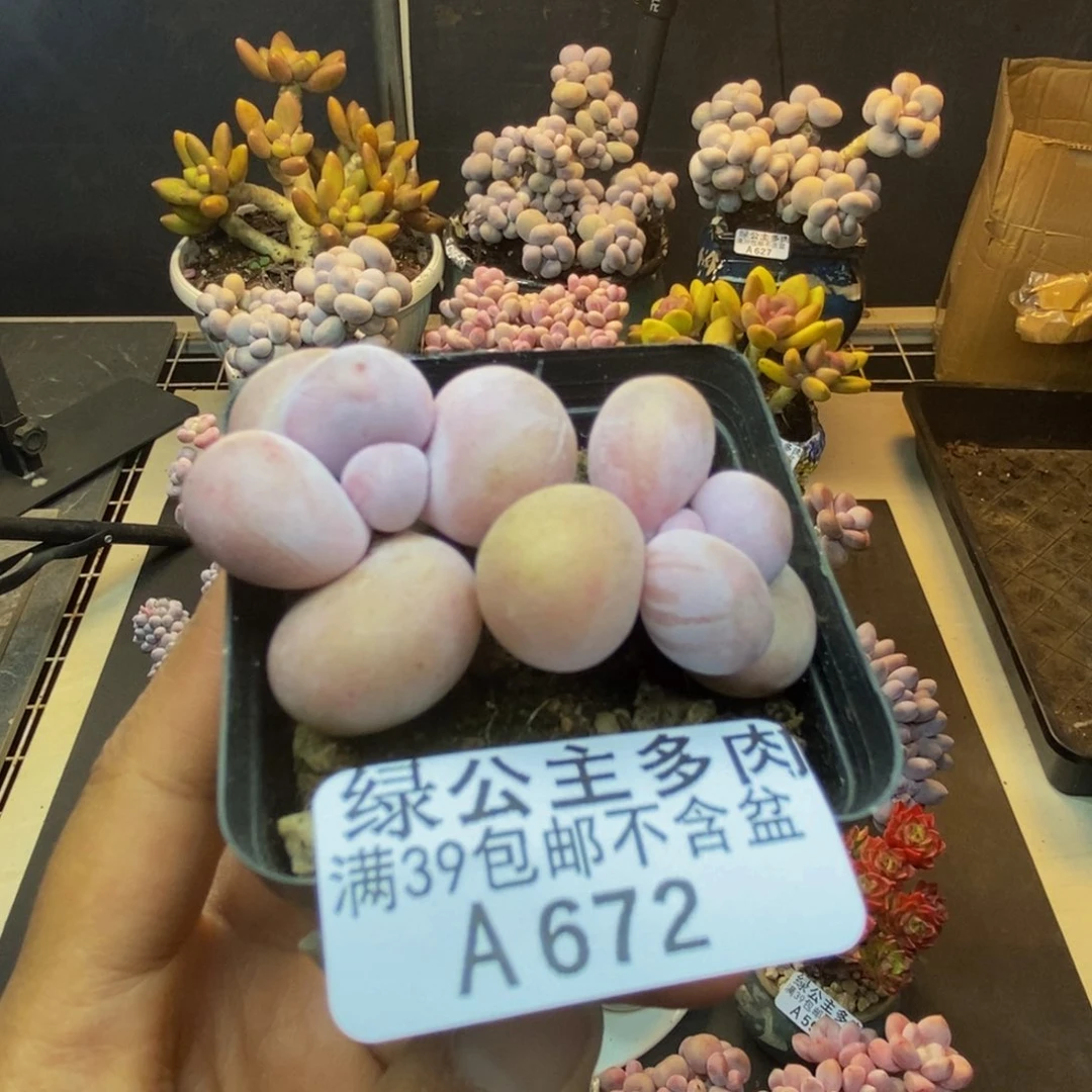 672橙奶多肉肉3c m