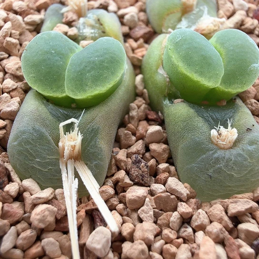 3.20.43/极窗风铃母本/多肉植物