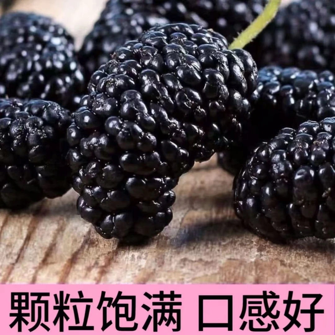 【意能达大能】桑葚干 四川道地 水洗品质可直接食用 好颗粒