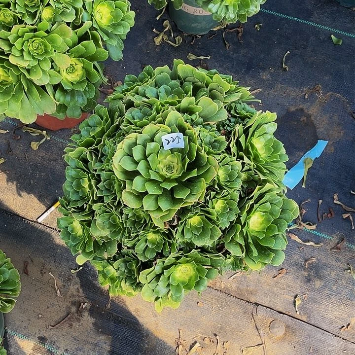 文*绿羊法师一个225号送花头