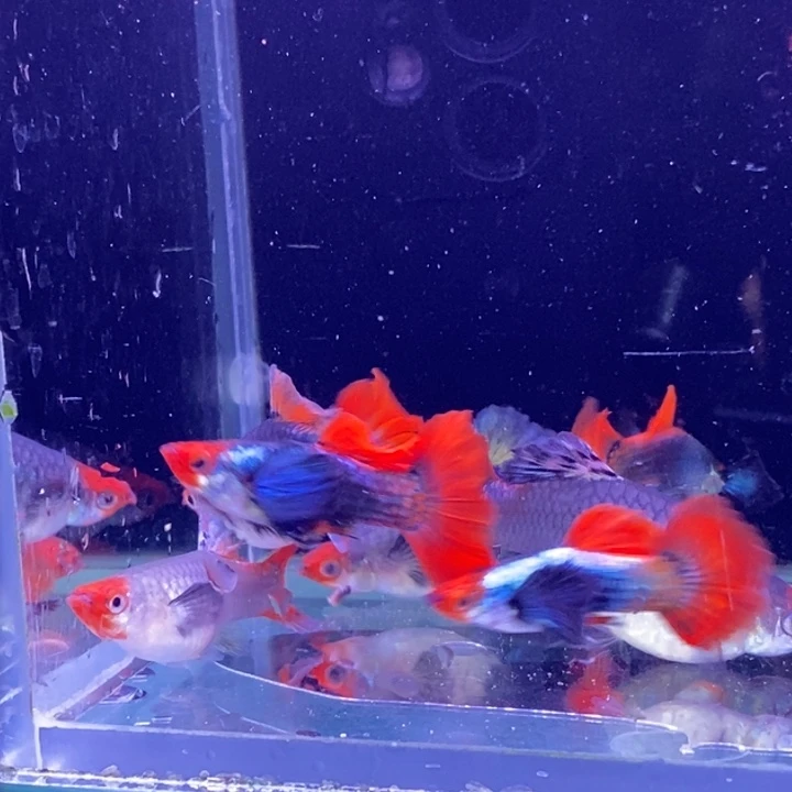 孔雀鱼蓝贵族大耳4对包邮