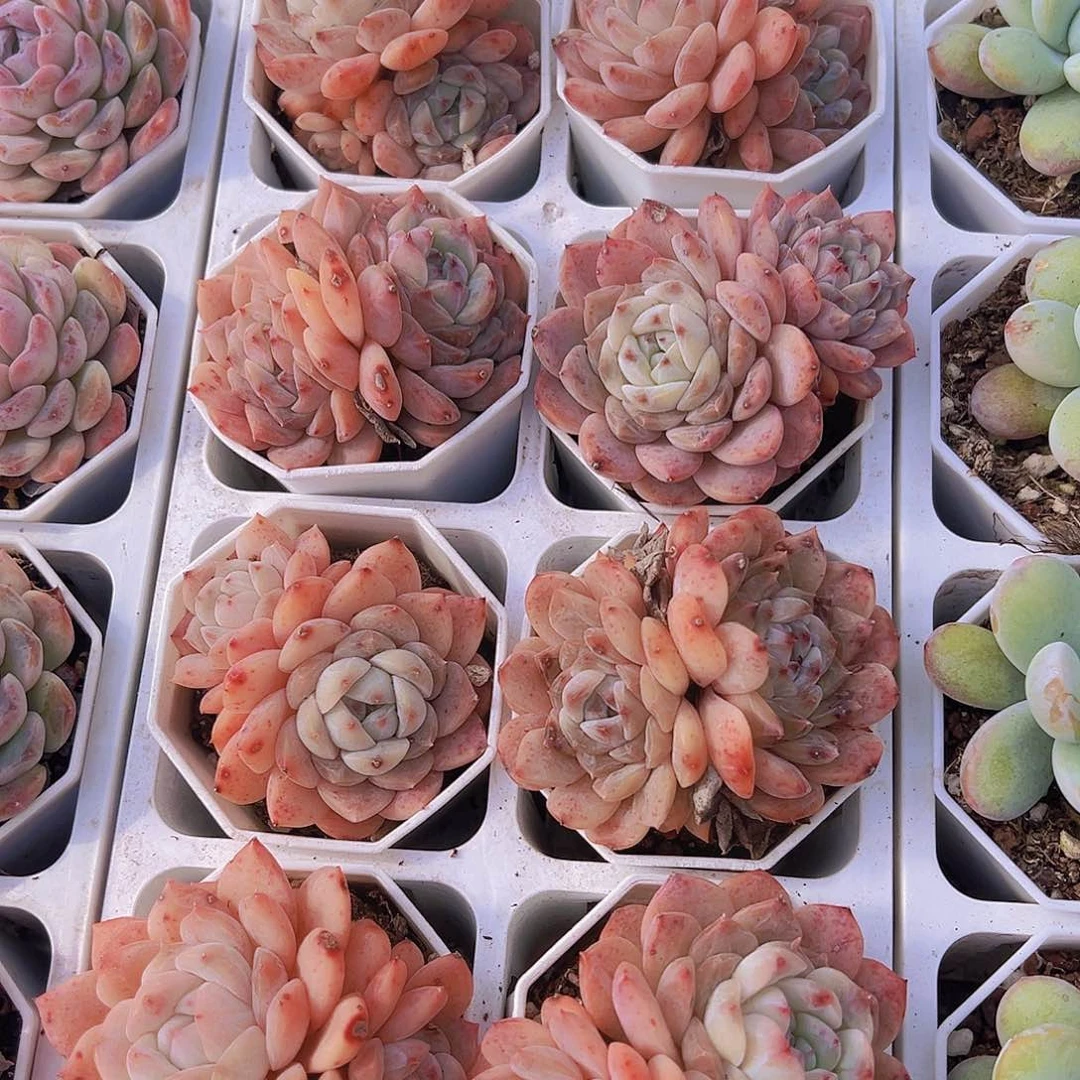 双头草莓熊19包邮