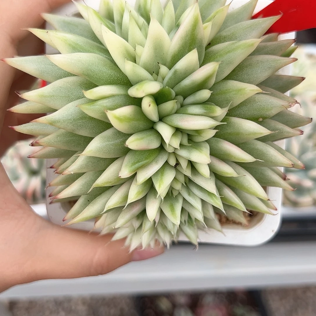 44号乌木锦缀多肉植物