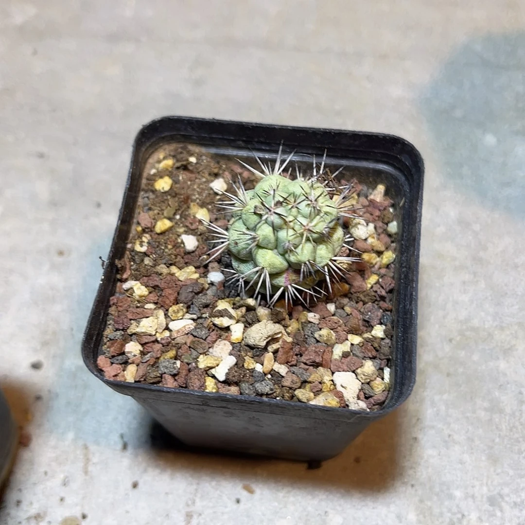 大尤帝王丸一物一拍