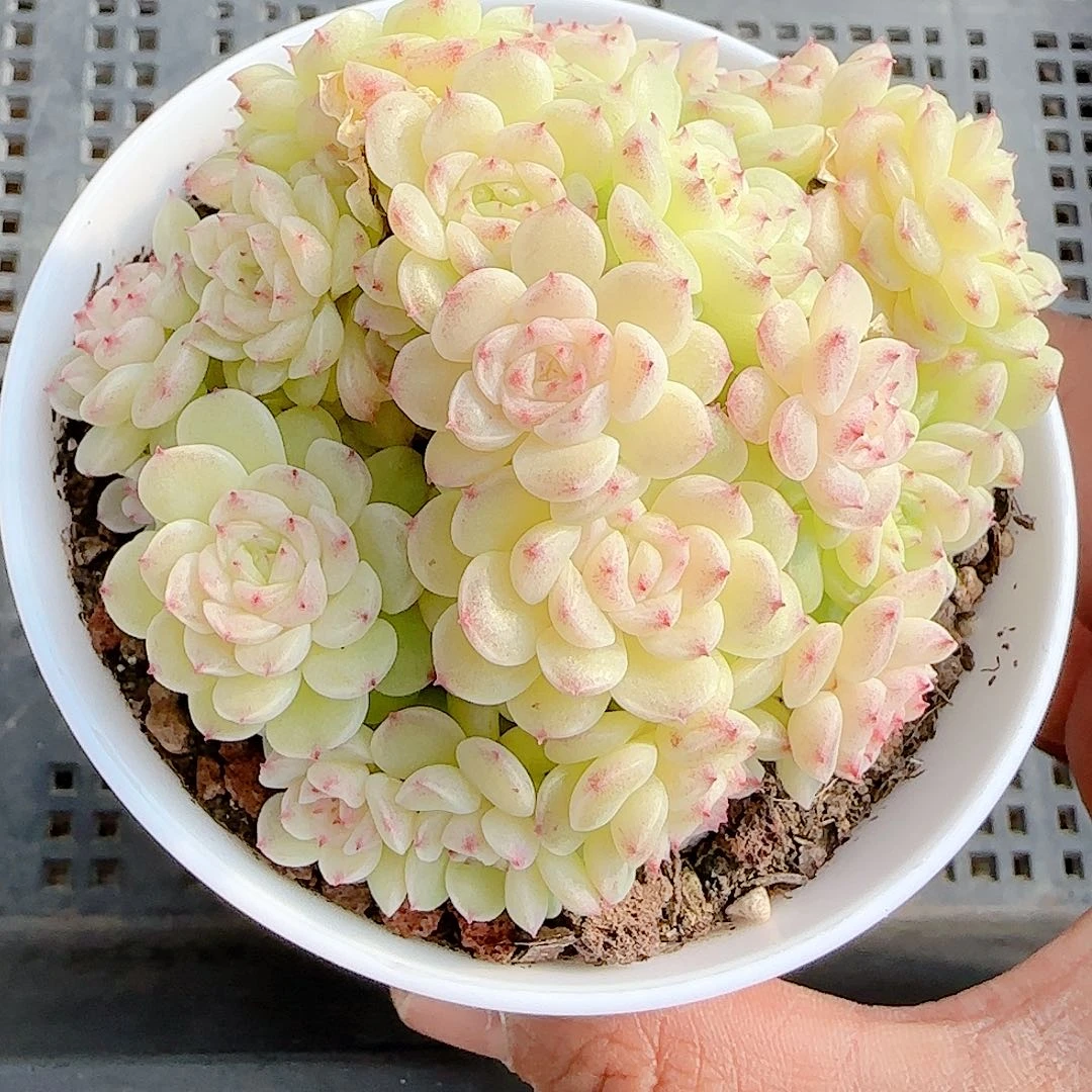 1210-55（m1-454-1）优选多肉