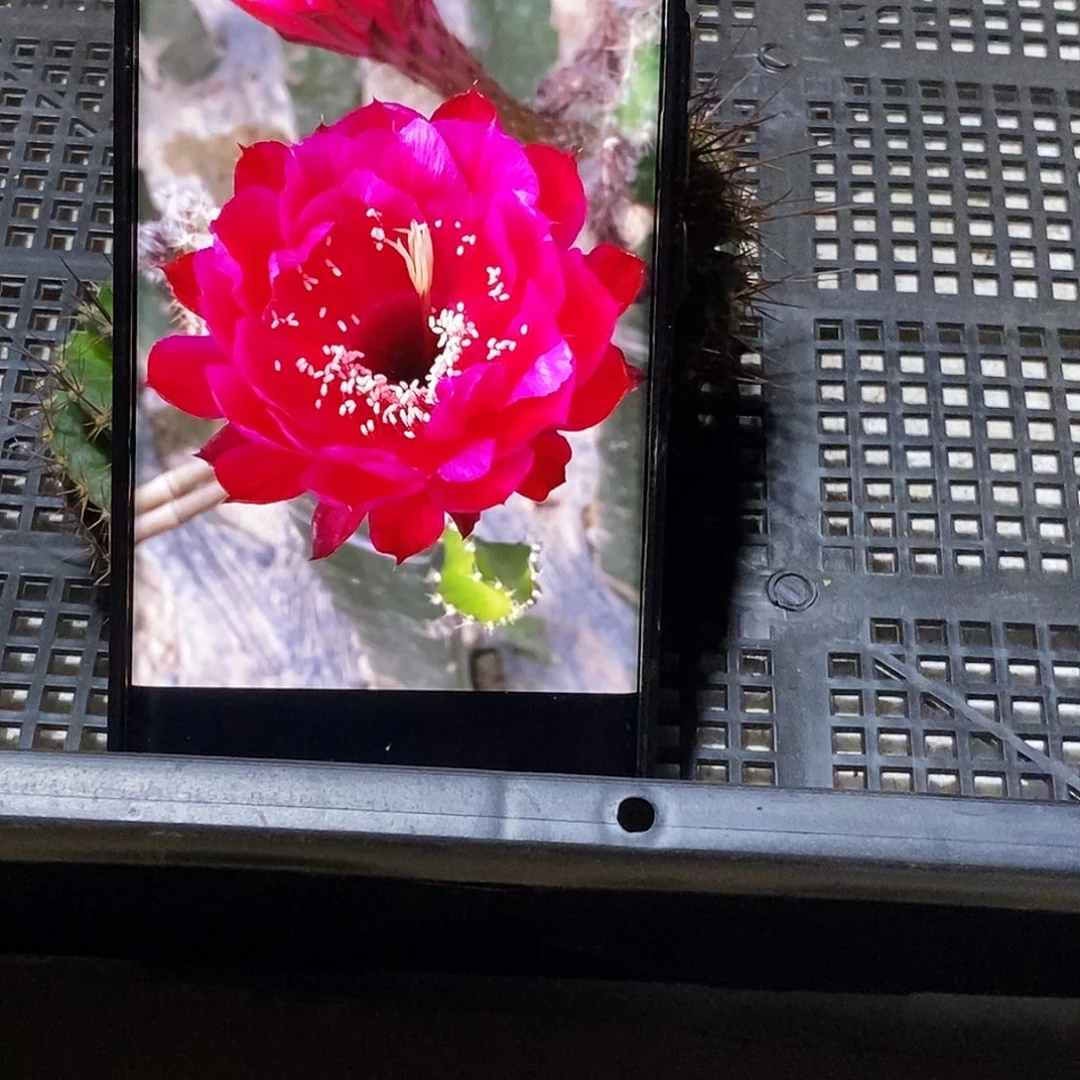 彩 朱颜侧芽歪20包邮/5公分