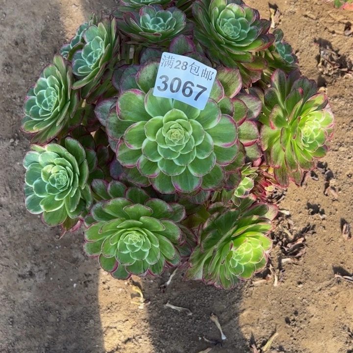 3067水晶莲花多肉植物