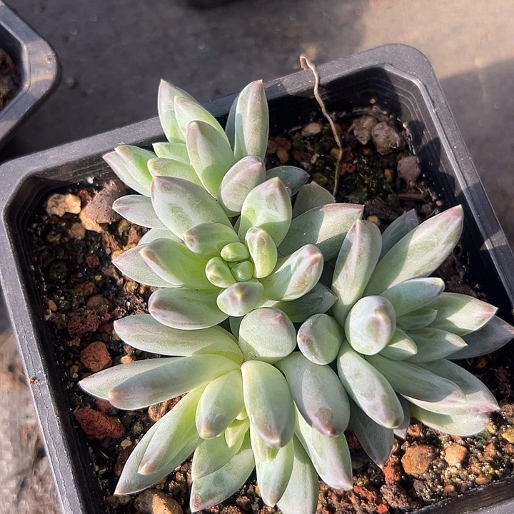 美人群特价一物一拍美人