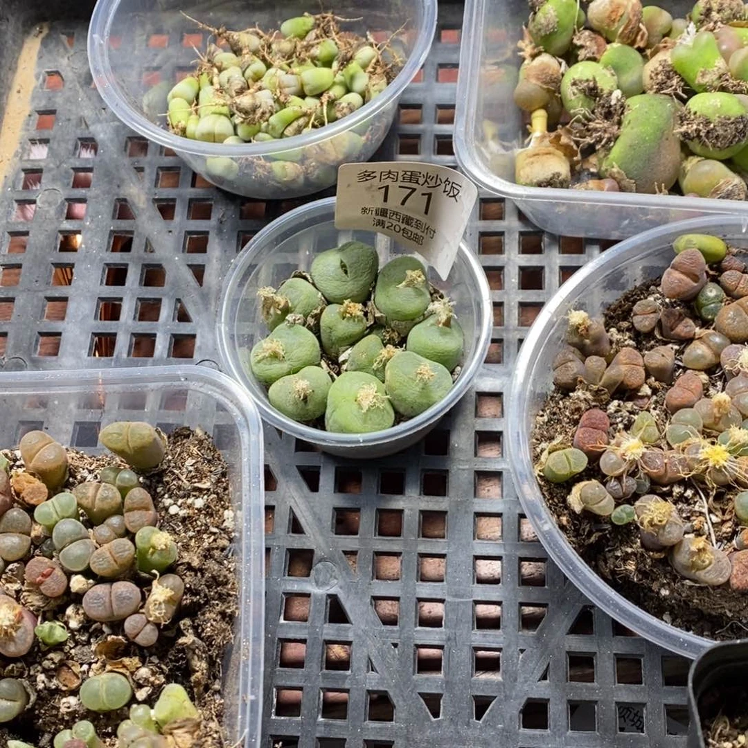 广****多肉蛋炒饭，感谢贝琪公主的相伴236