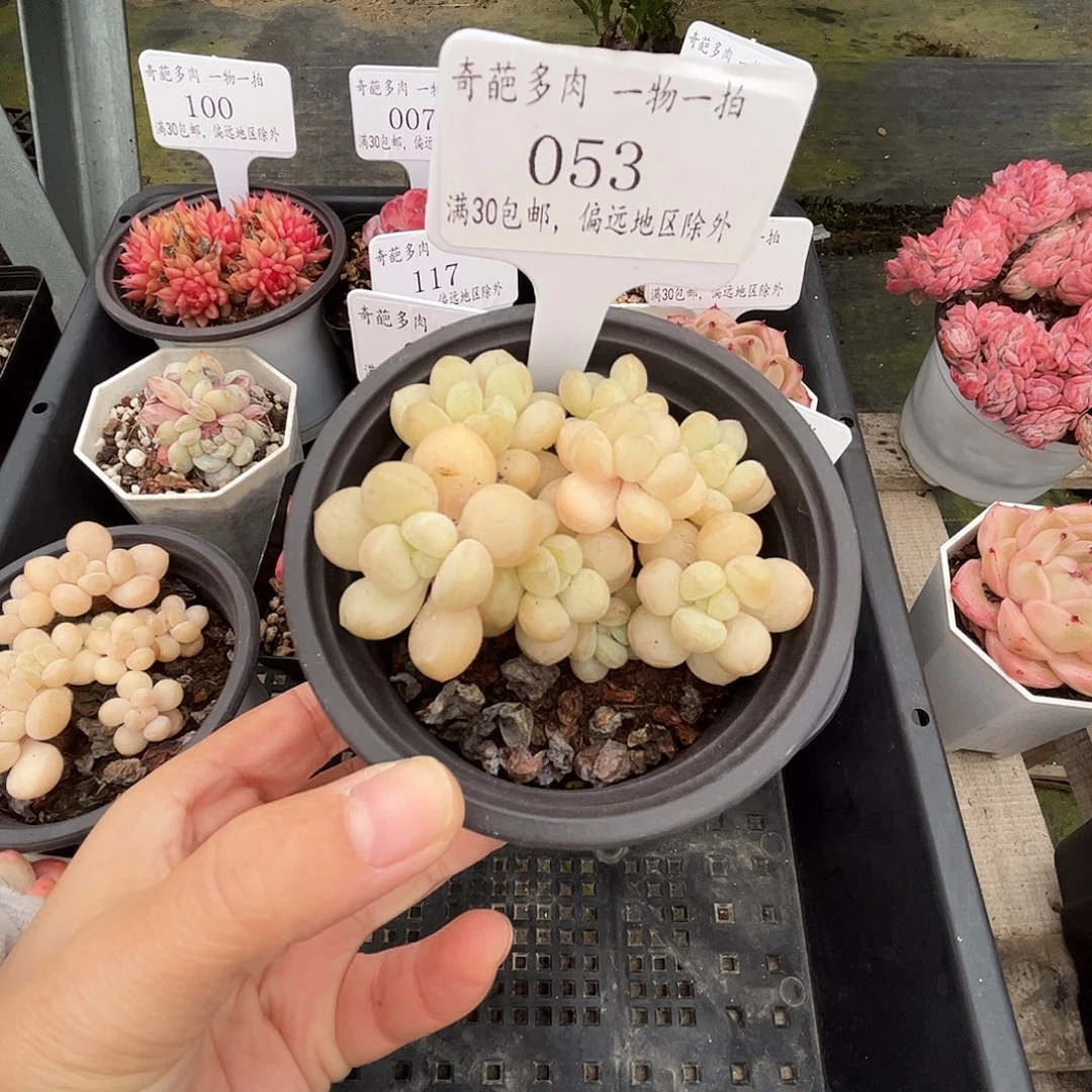 053 多肉脱土 群生不包整