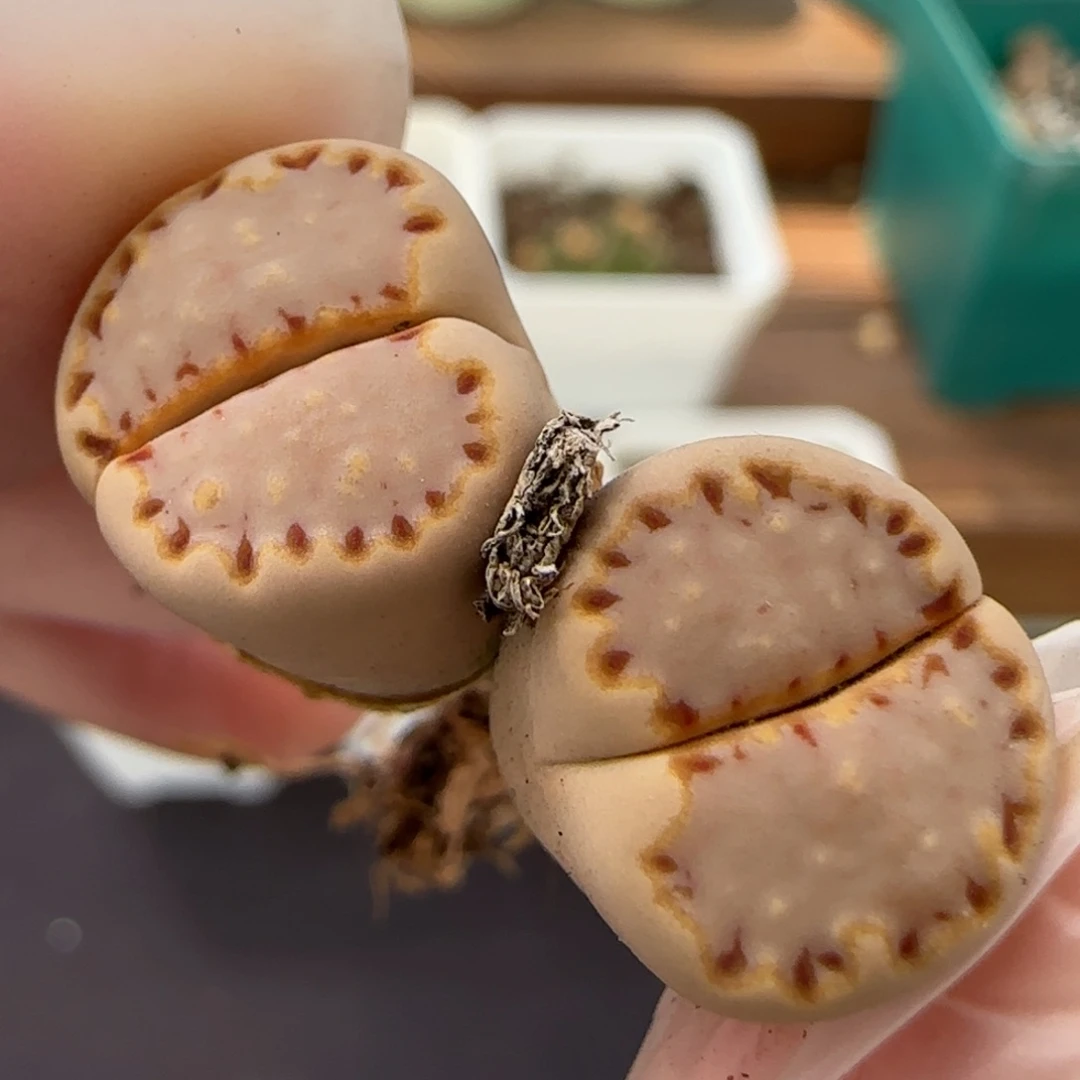 6.6。c24饼干。5001