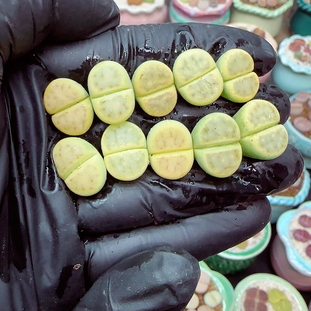 生石花满18包邮1227-54