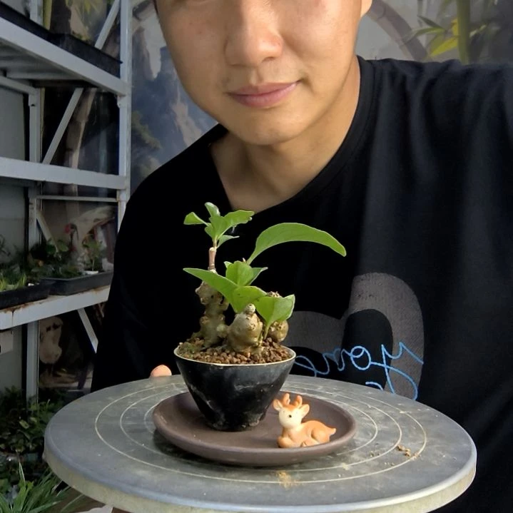 ?****?中青园艺一物一拍40