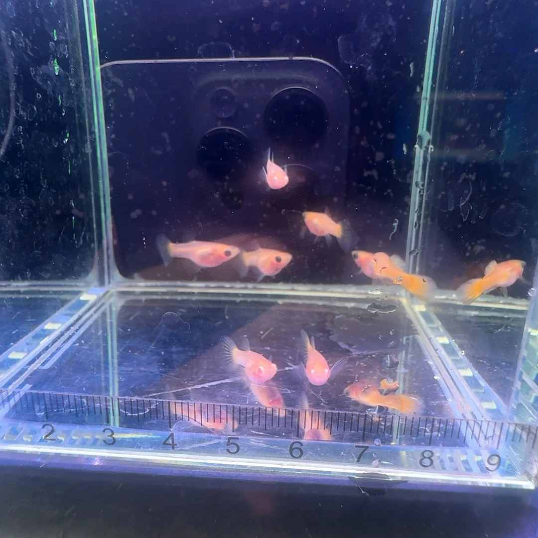 孔雀鱼大***蟆黄金玻璃猫6条备一条