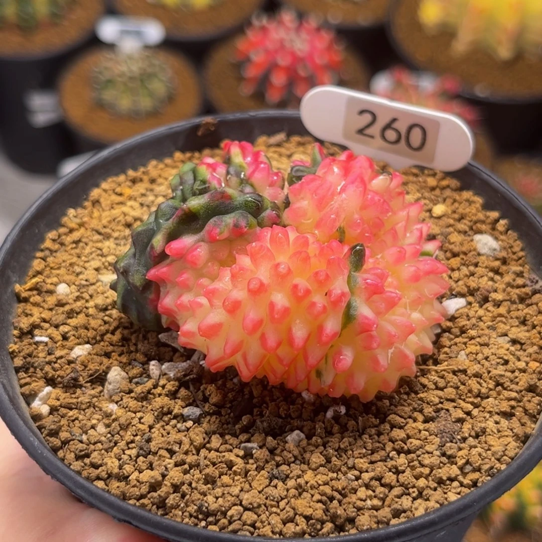 粉红豹貘缀 米哈仙人球