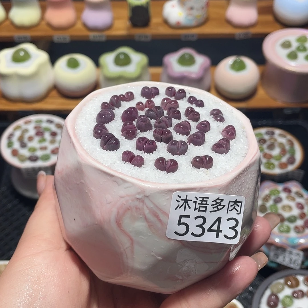 带盆土植物 一物一拍5343