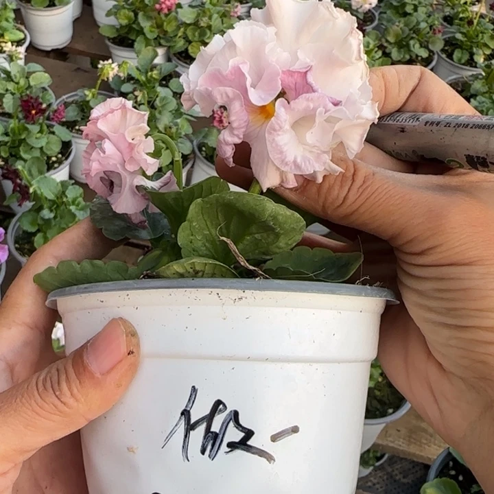 做***子无花朵角堇小苗一物一拍