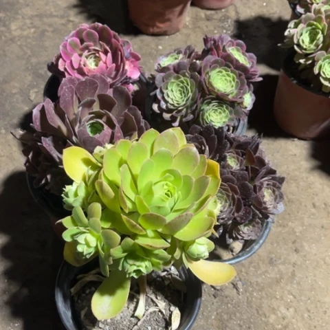 158多肉植物组合