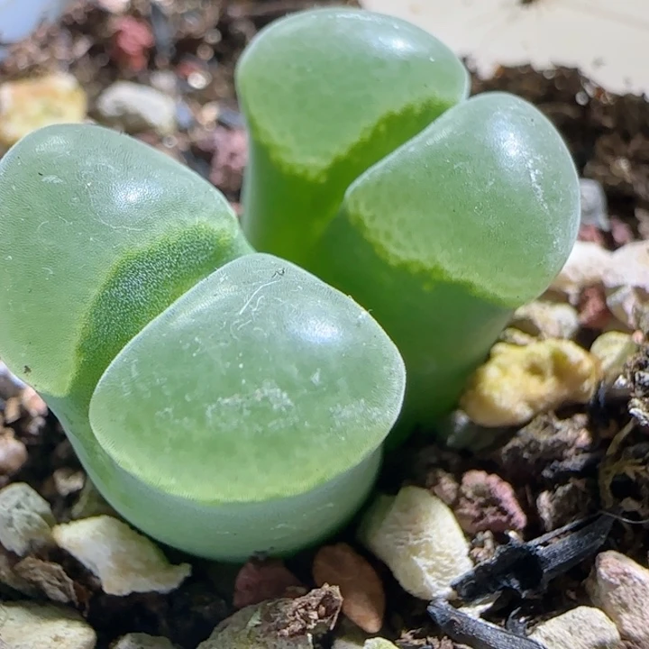 多肉植物Y400母本50号