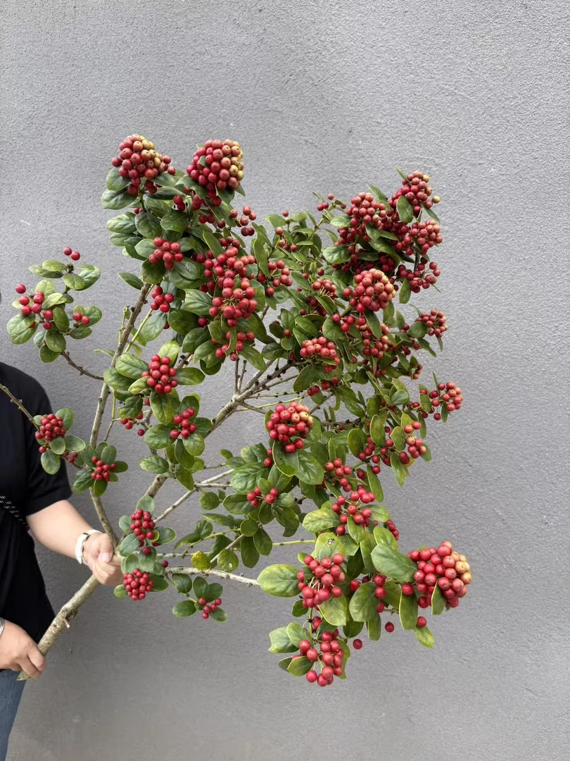 冬青进口鲜切小众稀缺喜庆耐看高颜值可做干花
