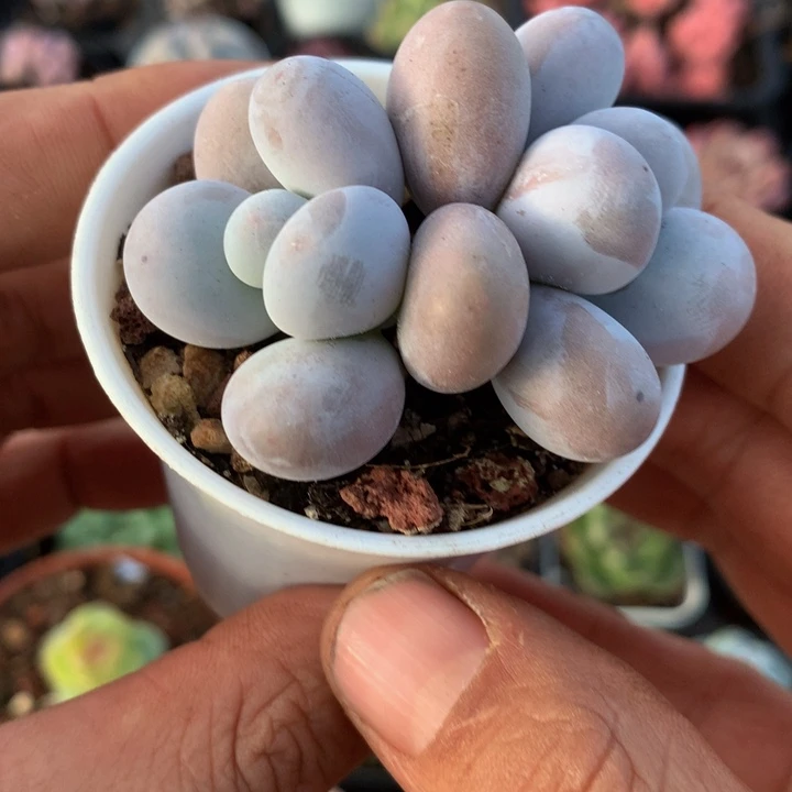 奶洛多肉一物一拍