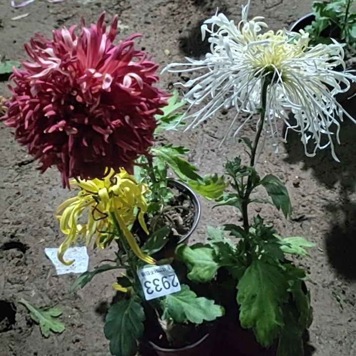 完全开放土球发货老根无售后一物一拍2933