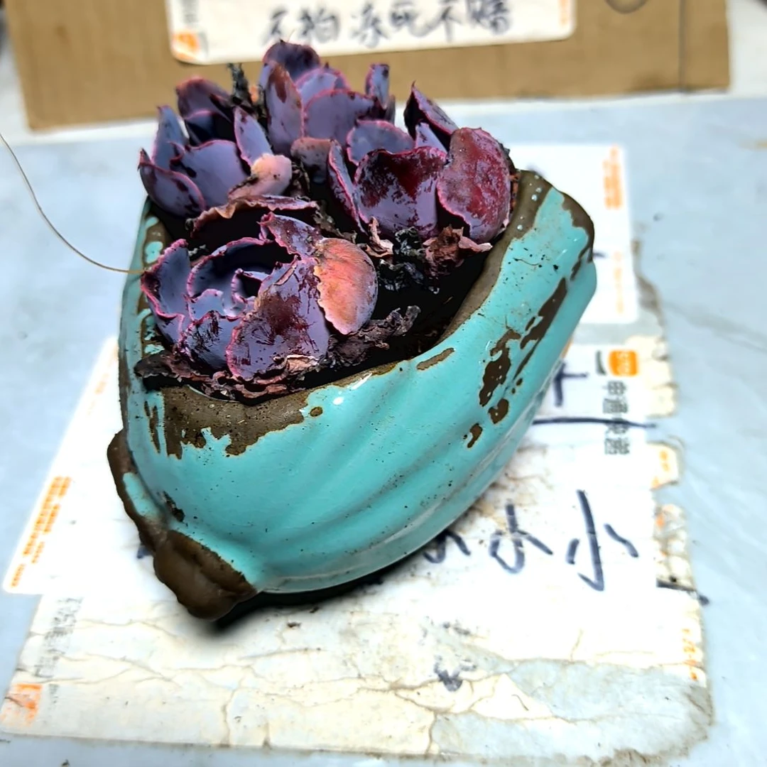 满9元包邮，晚霞之舞老苗四颗，垃圾垃圾